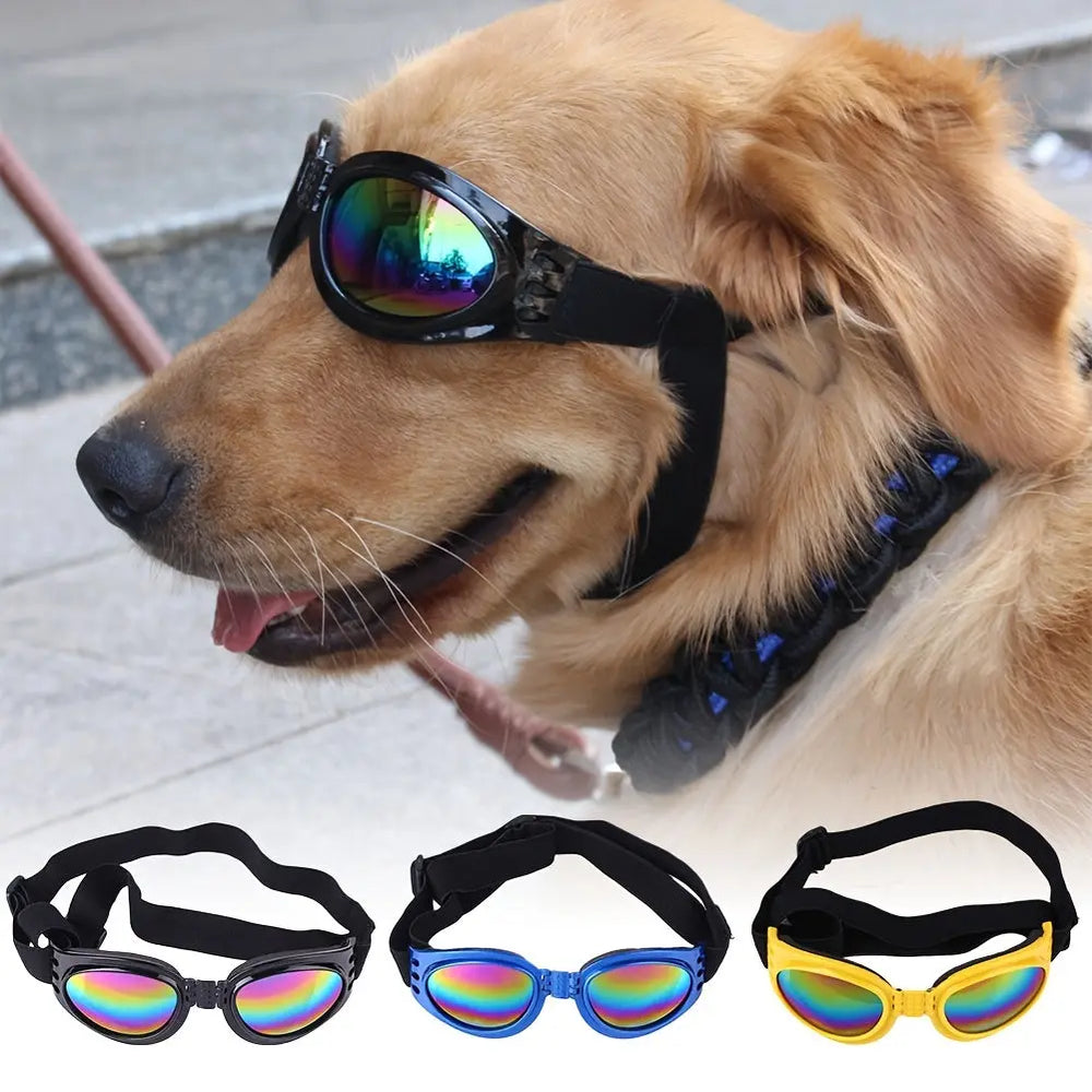 Dog & Cat Accessories & Care – Essentials for Happy Pets