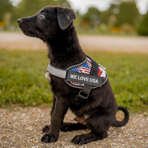 Harnais pour chien personnalisé anti-traction avec écusson de nom, réglable, réfléchissant, rembourré, gilet pour animal robuste pour prévenir les tiraillements, tractions ou étouffements, pour l'entraînement et la promenade, bleu, M SUN N.