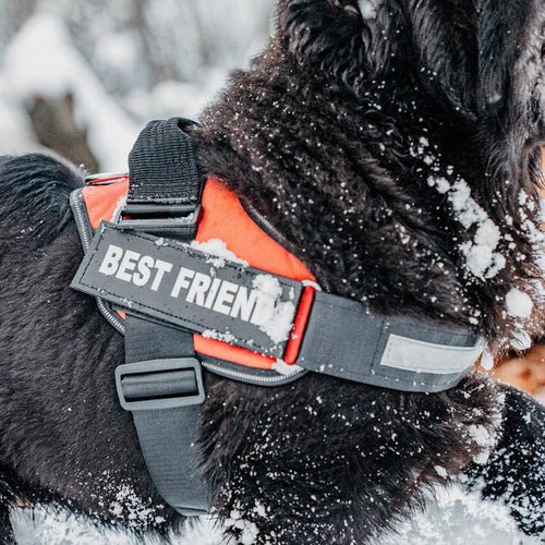 Harnais pour chien personnalisé anti-traction avec écusson de nom, réglable, réfléchissant, rembourré, gilet pour animal robuste pour prévenir les tiraillements, tractions ou étouffements, pour l'entraînement et la promenade, bleu, M SUN N.