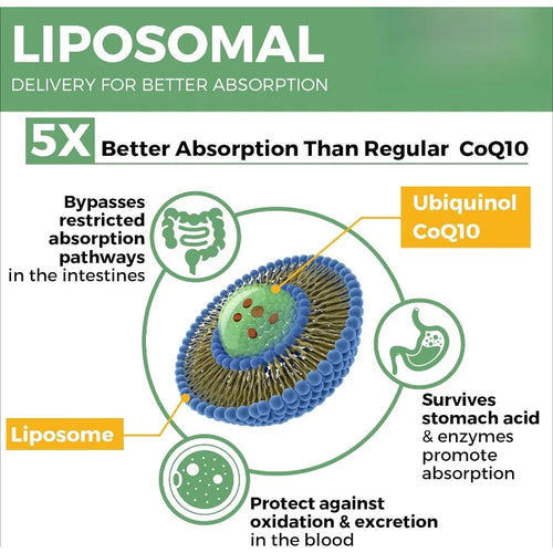Capsules de coenzyme liposome Q10, meilleure absorption des suppléments de coenzima Q10 Pantone, fonction cardiaque et production d'énergie SUN N.